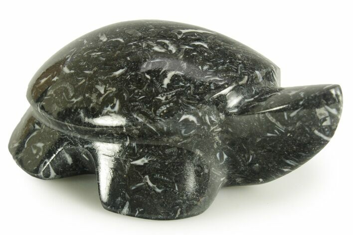 Carved Black Coquina Turtle - California #366996